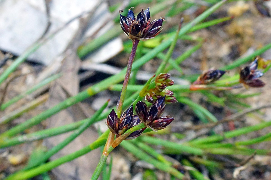Juncus articulatus